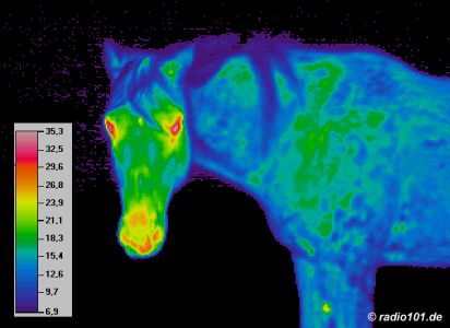 thermal image of a horse