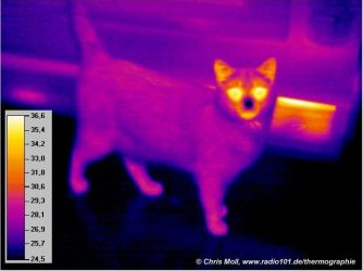 Wärmestrahlung einer Katze