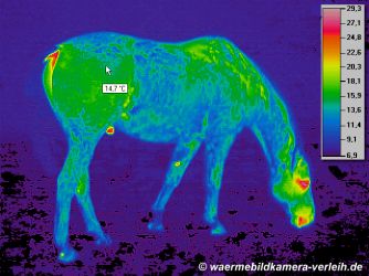 Thermographie, Pferd - Wärmebild eines Pferdes