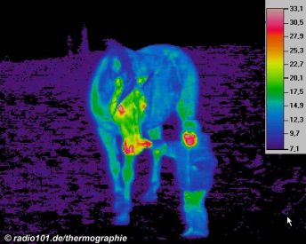 Thermographie / Wärmebild eines Kindes mit Pferd