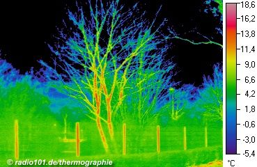 Thermographische Aufnahme / Wärmebild: Pflanzen