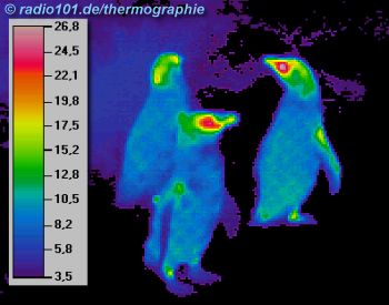 Penguin: thermal image of penguines