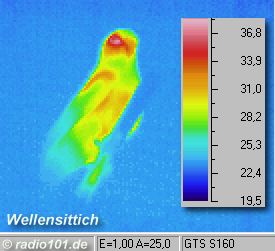 Infrarotaufnahme, Wärmebilder, Thermografie: Wellensittich; das Gefieder isoliert gut im Gegensatz zum Kopfbereich, Wärmebild