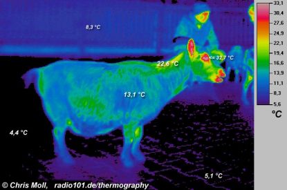Thermal image of a goat