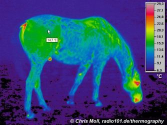 Thermal imaging: horse (click to enlarge)