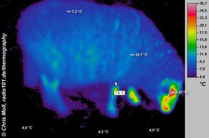 thermal image of a sheep
